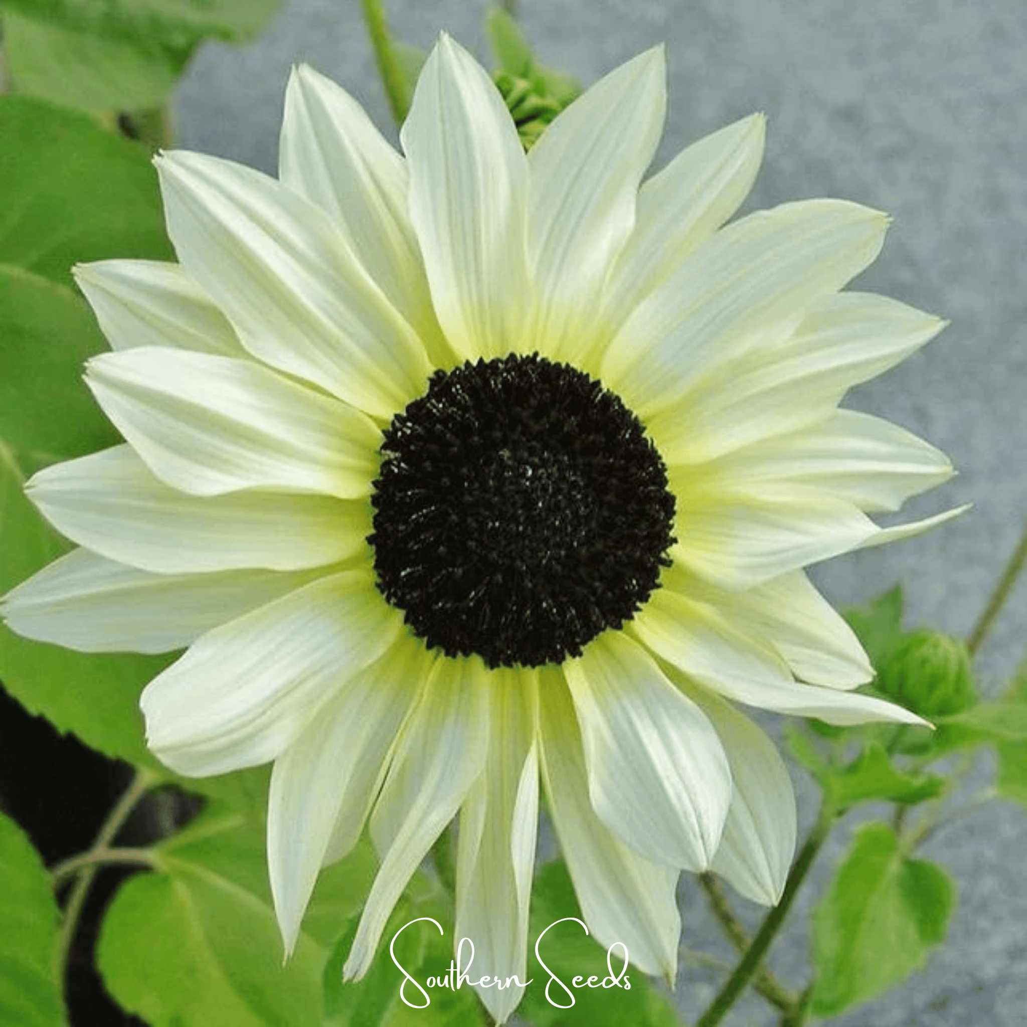 Italian White Sunflower – 25 Seeds | Seeds | Wiccan Center