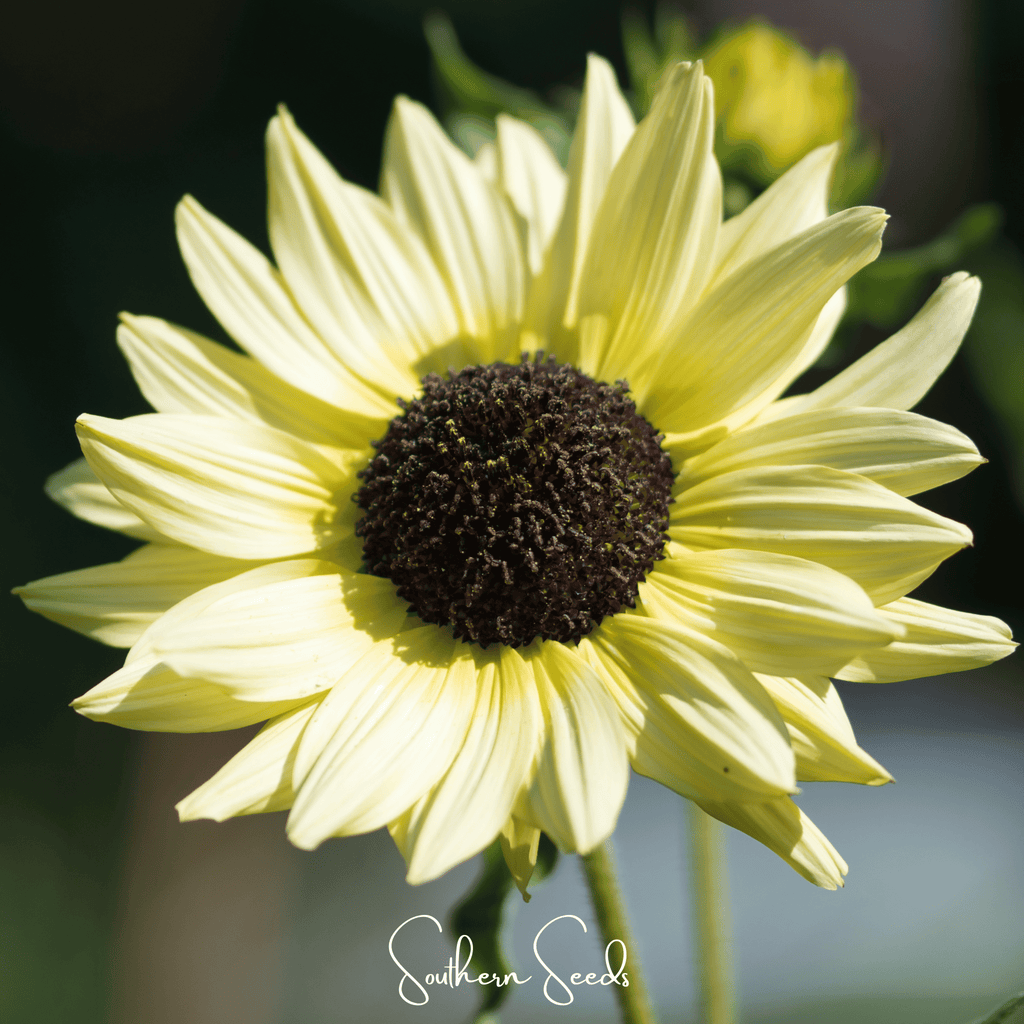 Italian White Sunflower – 25 Seeds | Seeds | Wiccan Center