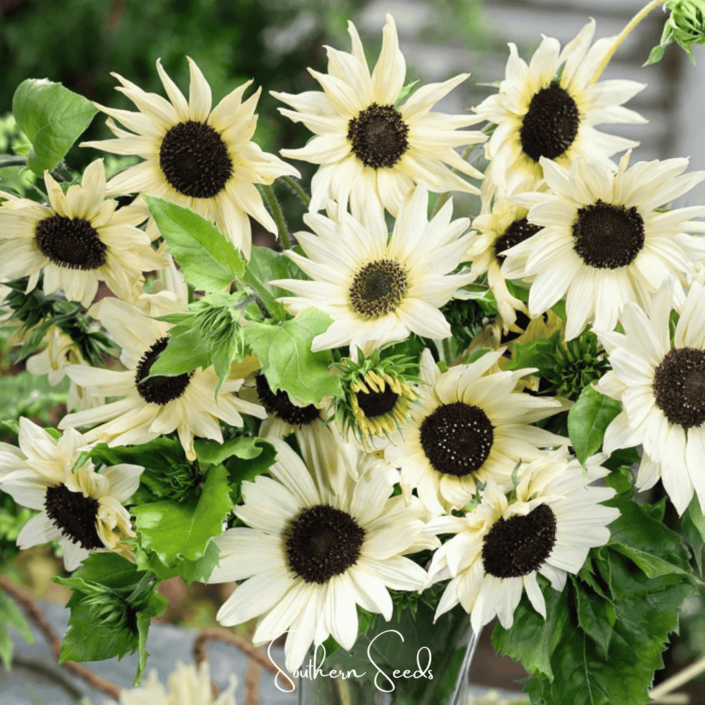 Italian White Sunflower – 25 Seeds | Seeds | Wiccan Center