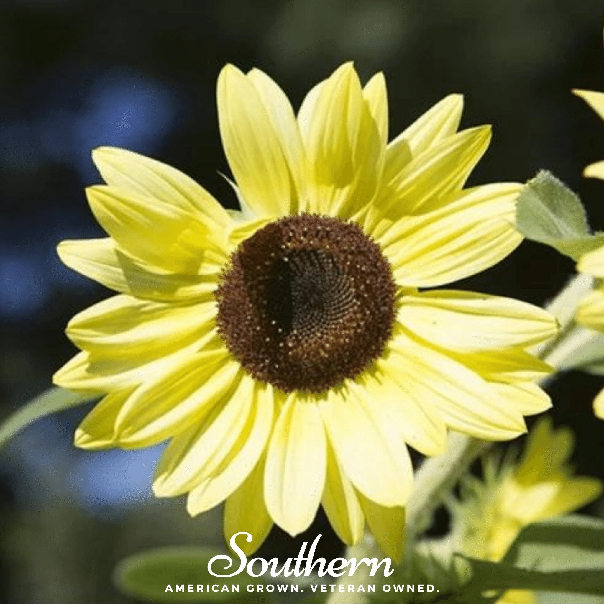 Lemon Queen Sunflower – 25 Seeds | | Wiccan Center