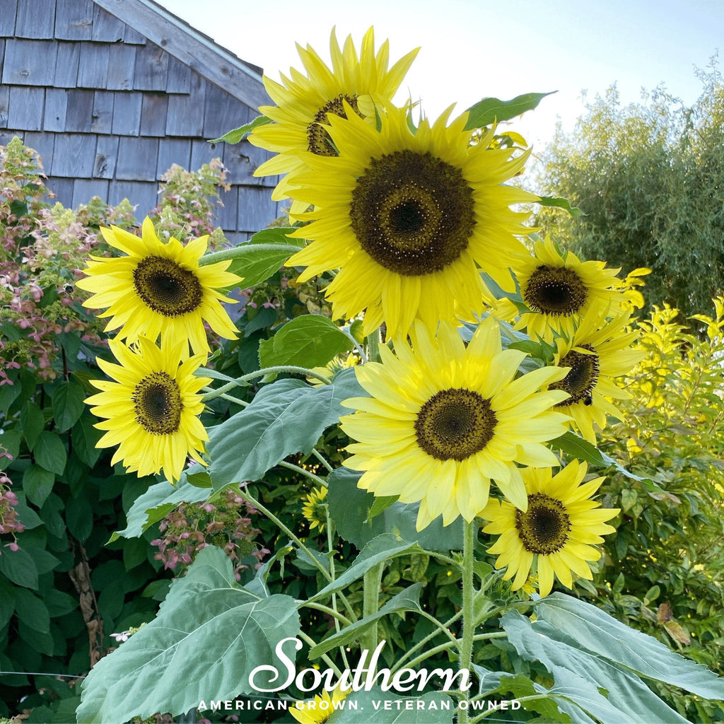 Lemon Queen Sunflower – 25 Seeds | | Wiccan Center