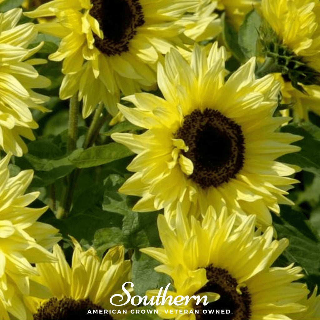 Lemon Queen Sunflower – 25 Seeds | | Wiccan Center