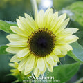 Lemon Queen Sunflower – 25 Seeds | | Wiccan Center