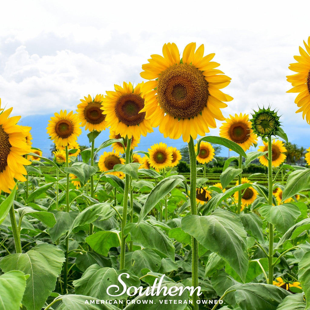 Mammoth Grey Stripe Sunflower – 25 Seeds | | Wiccan Center