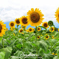 Mammoth Grey Stripe Sunflower – 25 Seeds | | Wiccan Center