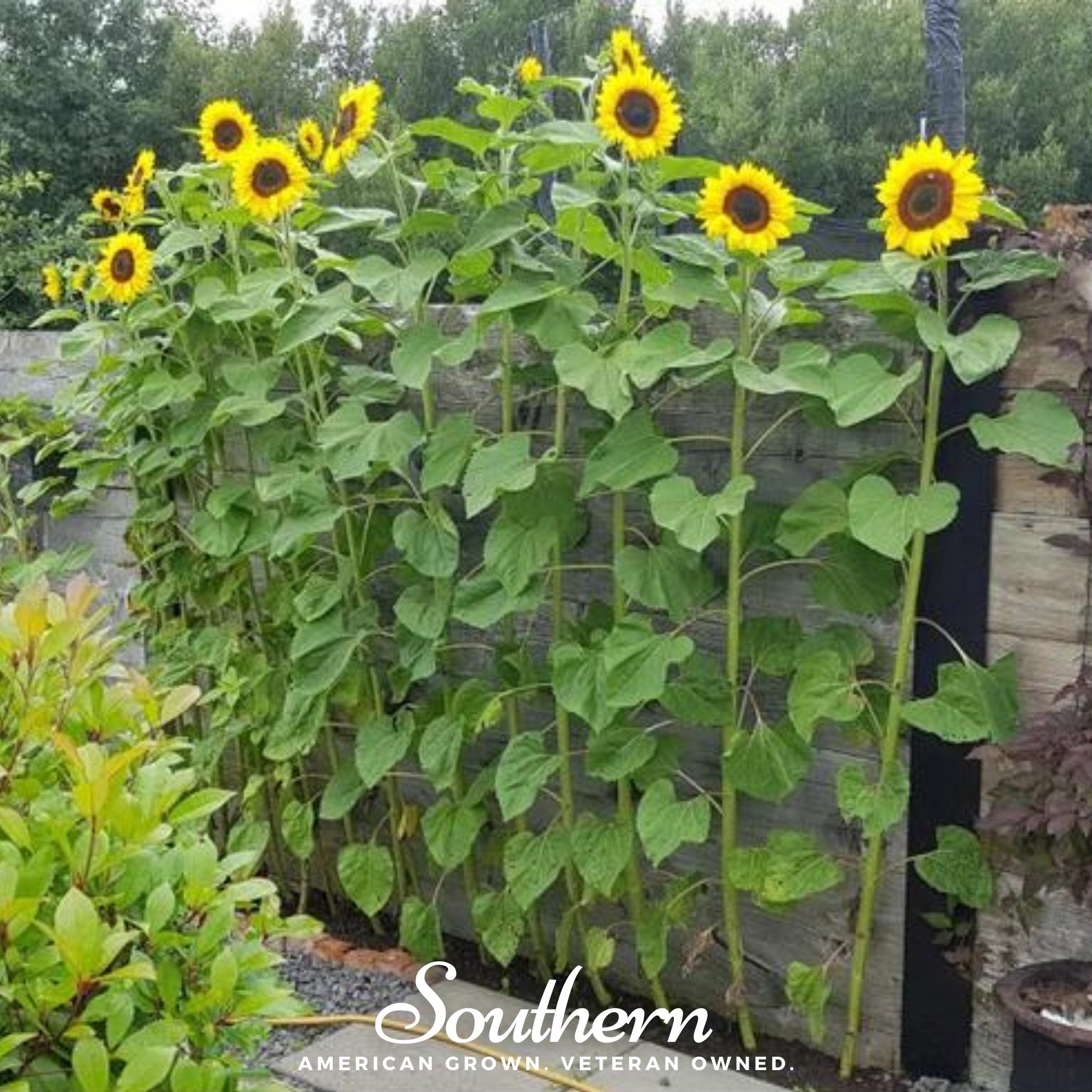 Mammoth Grey Stripe Sunflower – 25 Seeds | | Wiccan Center