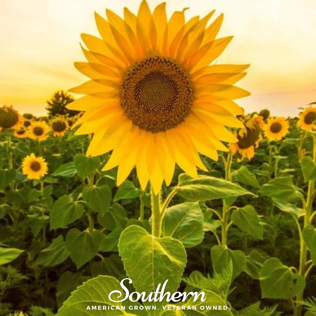 Mammoth Grey Stripe Sunflower – 25 Seeds | | Wiccan Center