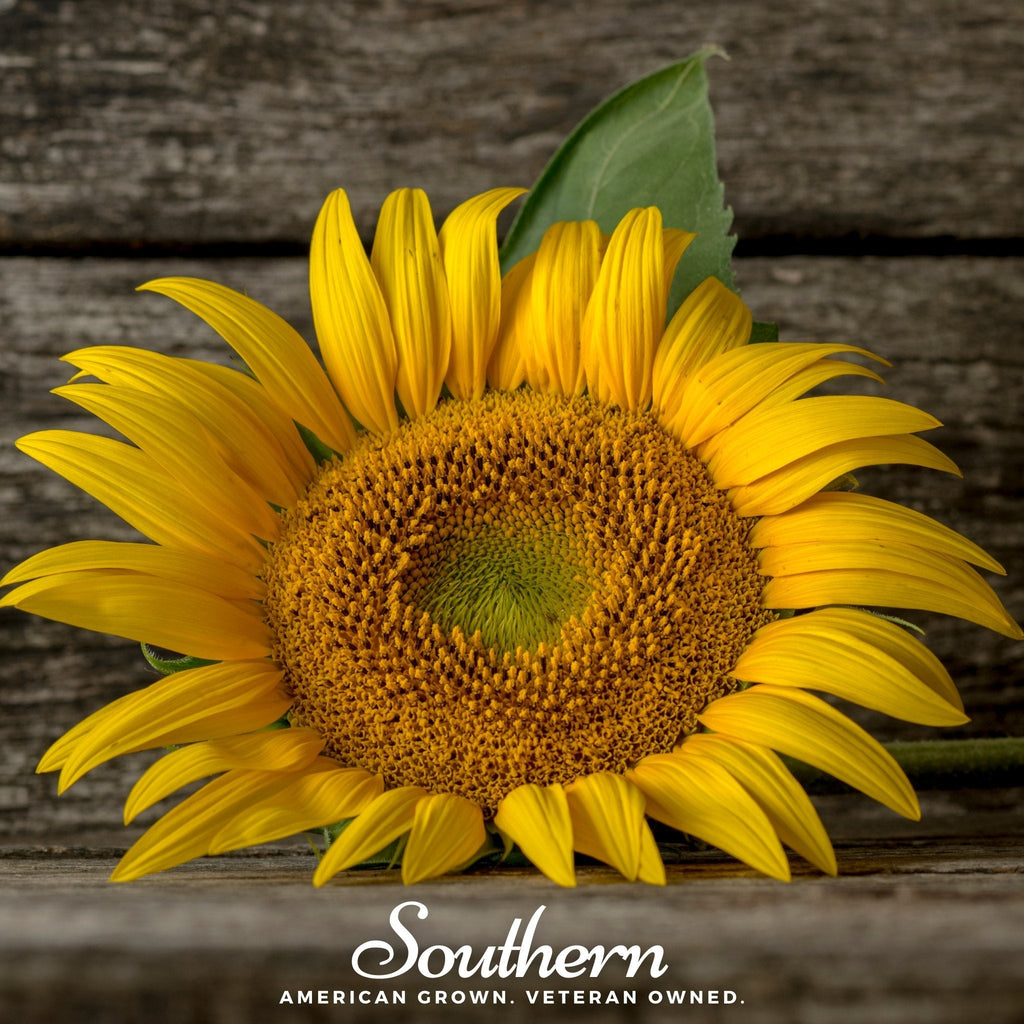 Mammoth Grey Stripe Sunflower – 25 Seeds | | Wiccan Center