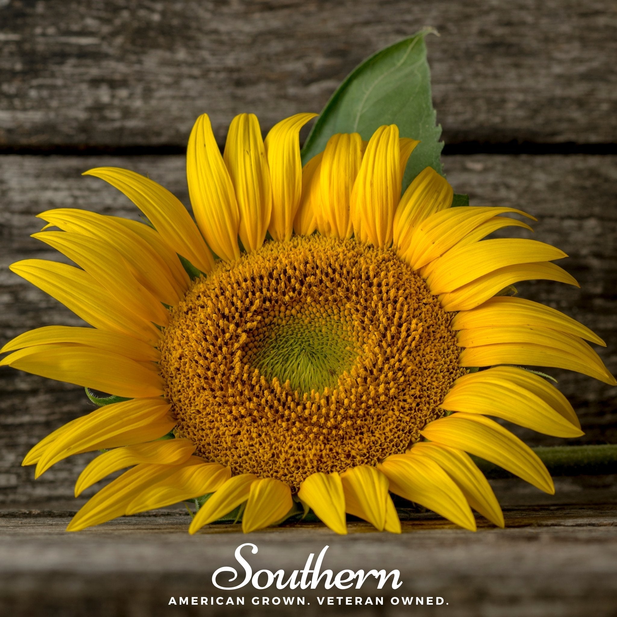 Mammoth Grey Stripe Sunflower – 25 Seeds | | Wiccan Center