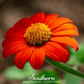 Mexican Sunflower – 50 Seeds | | Wiccan Center