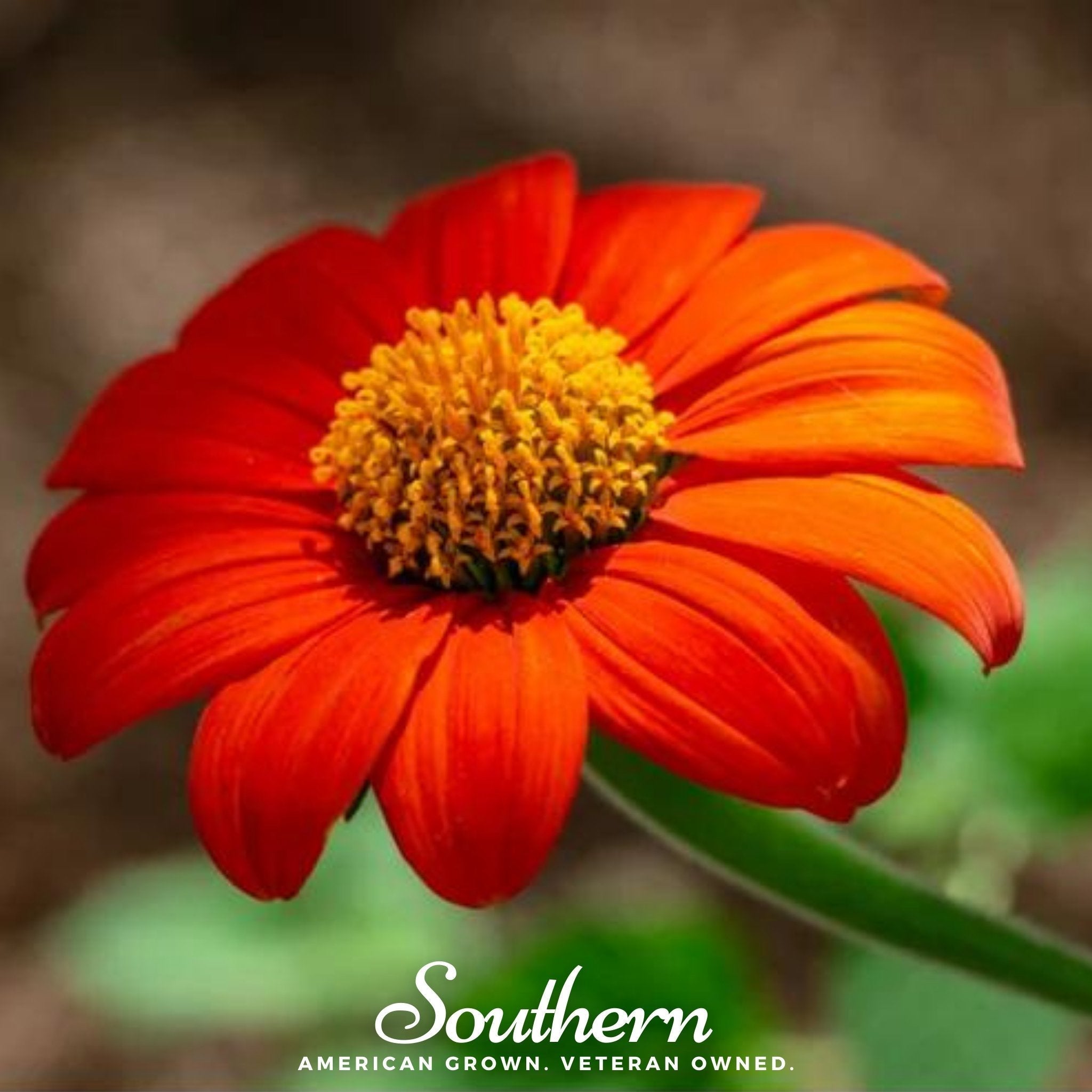 Mexican Sunflower – 50 Seeds | | Wiccan Center