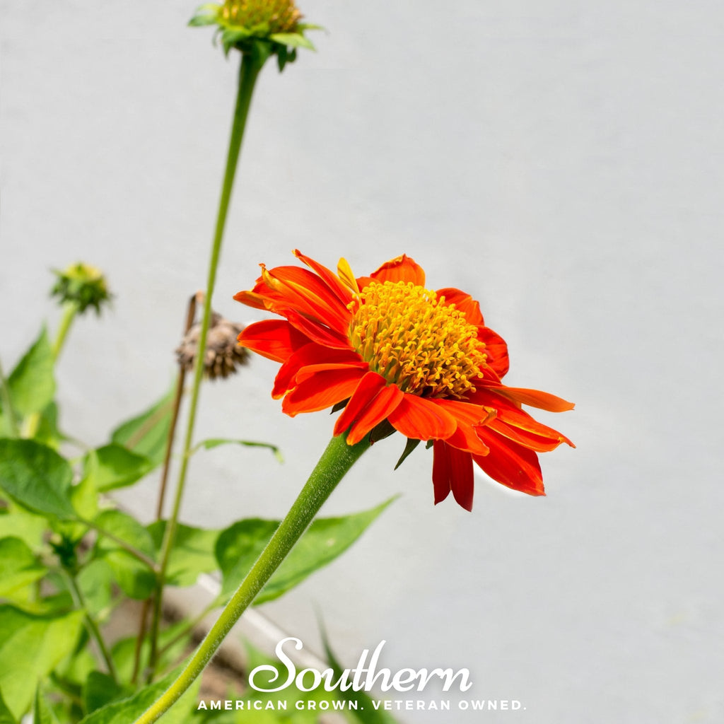 Mexican Sunflower – 50 Seeds | | Wiccan Center