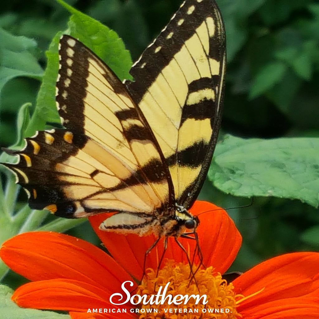 Mexican Sunflower – 50 Seeds | | Wiccan Center