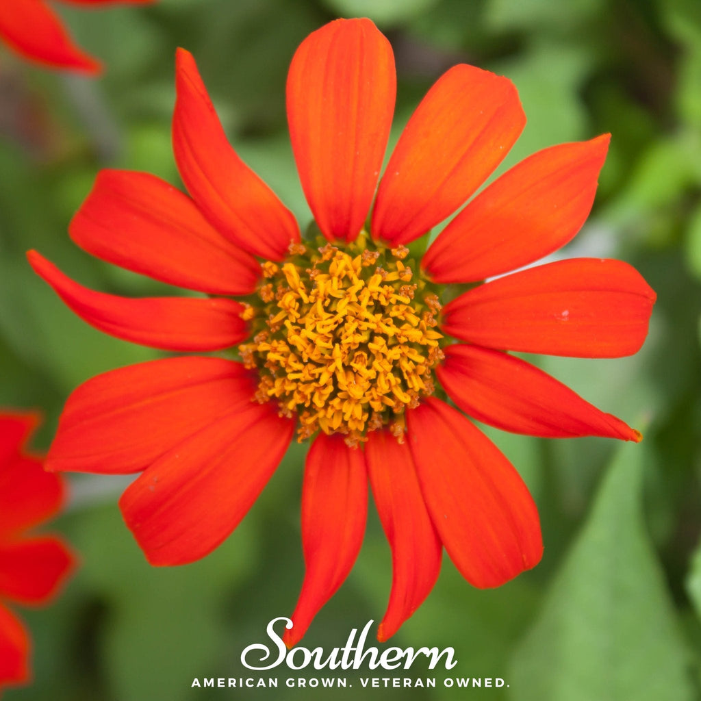 Mexican Sunflower – 50 Seeds | | Wiccan Center