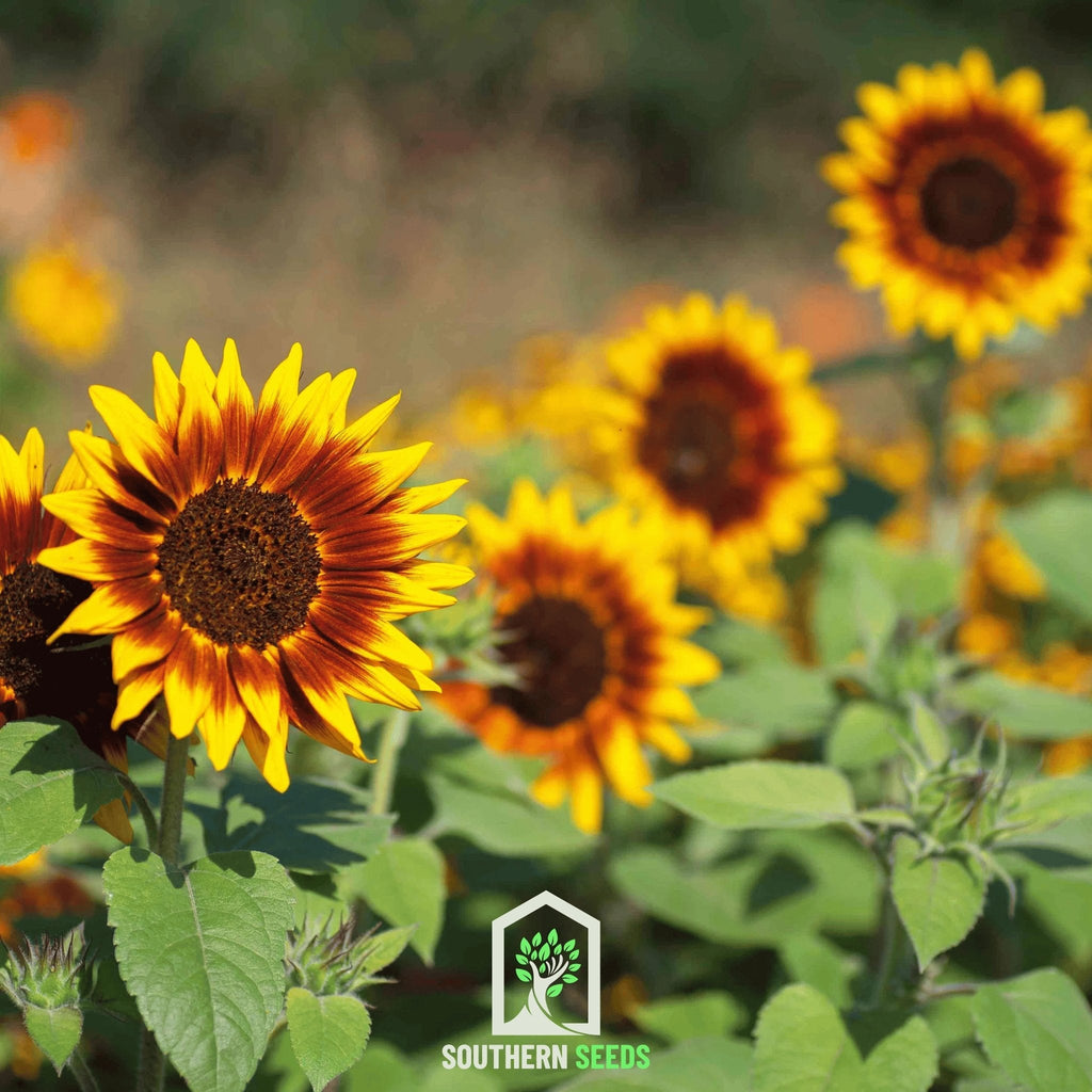 Ring of Fire Sunflower – 25 Seeds | Seeds | Wiccan Center