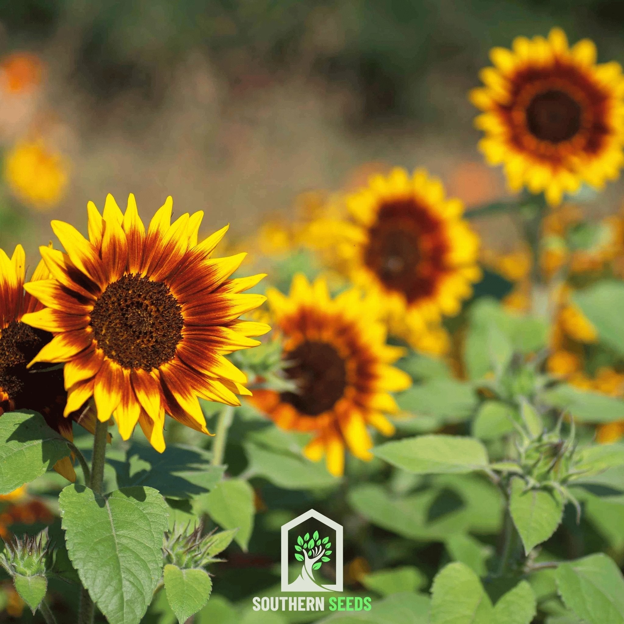 Ring of Fire Sunflower – 25 Seeds | Seeds | Wiccan Center