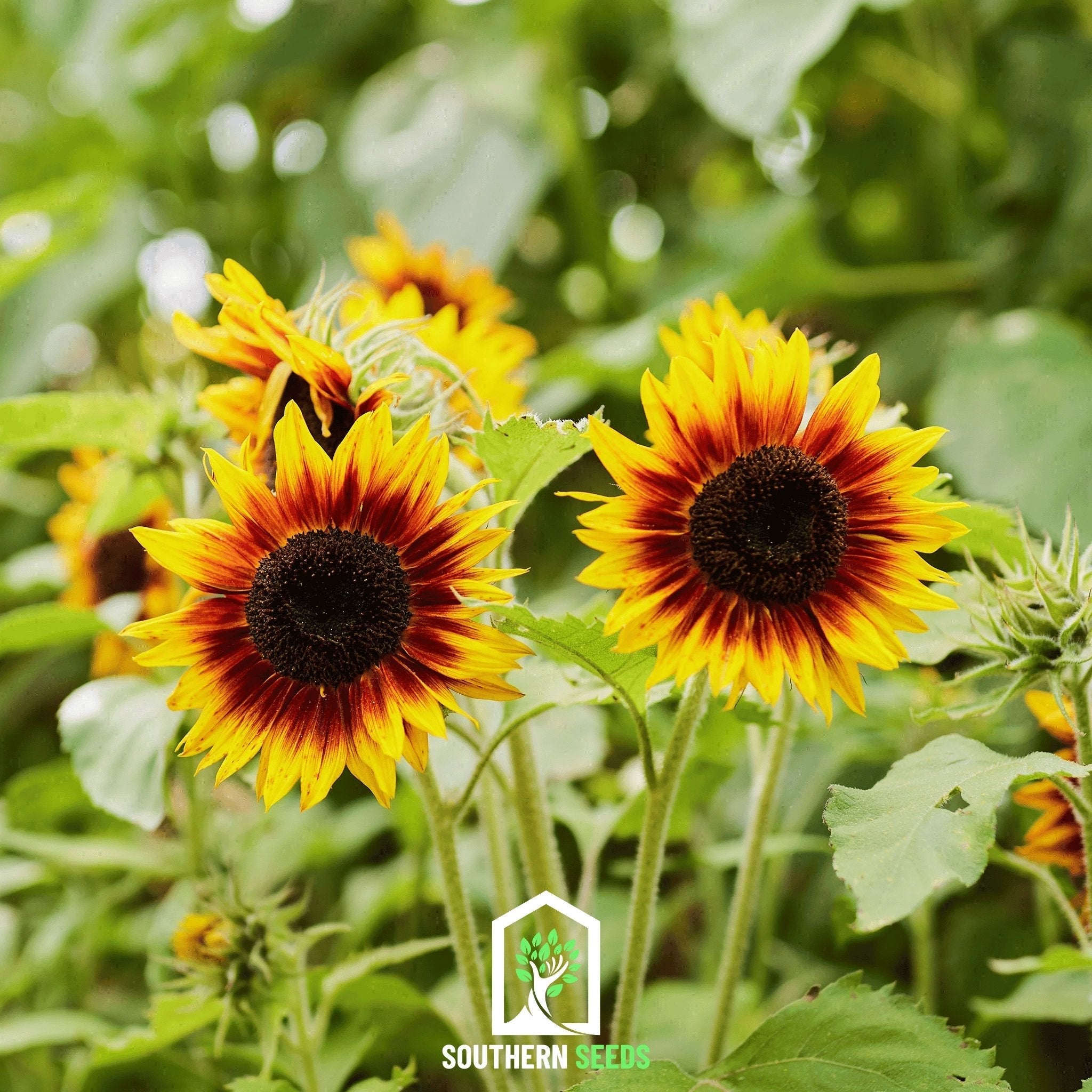 Ring of Fire Sunflower – 25 Seeds | Seeds | Wiccan Center