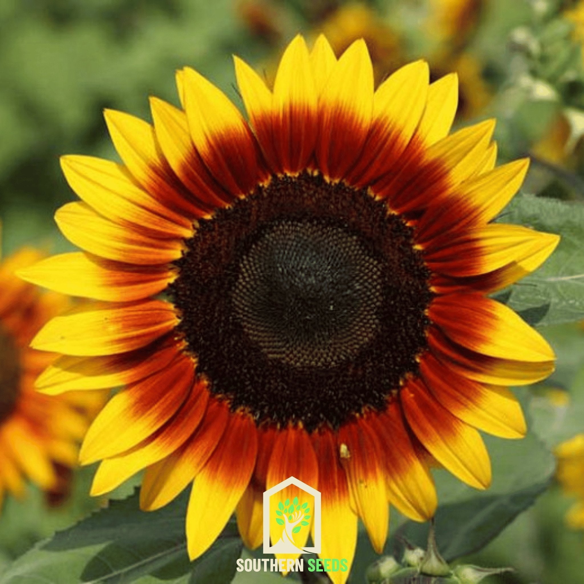 Ring of Fire Sunflower – 25 Seeds | Seeds | Wiccan Center