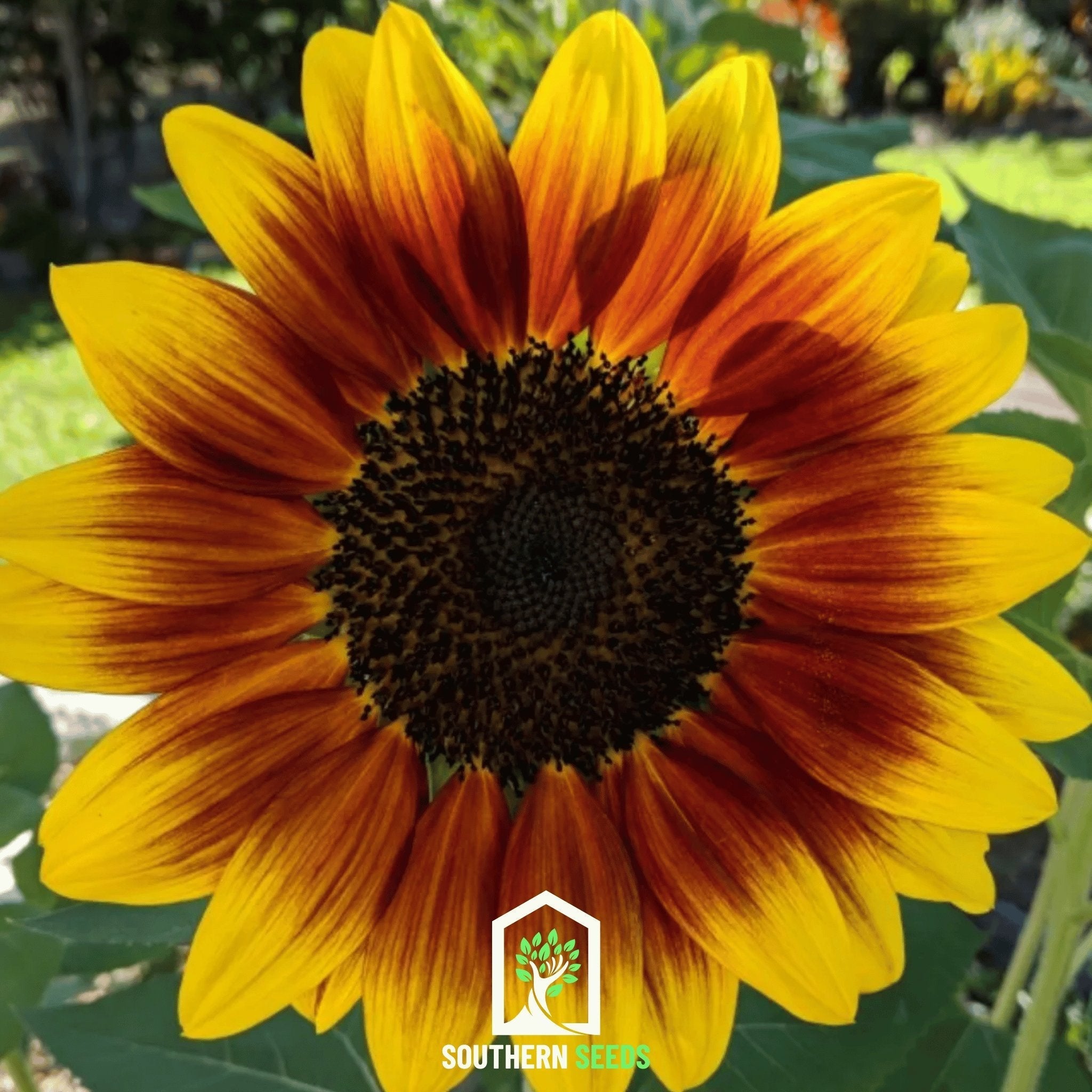 Ring of Fire Sunflower – 25 Seeds | Seeds | Wiccan Center