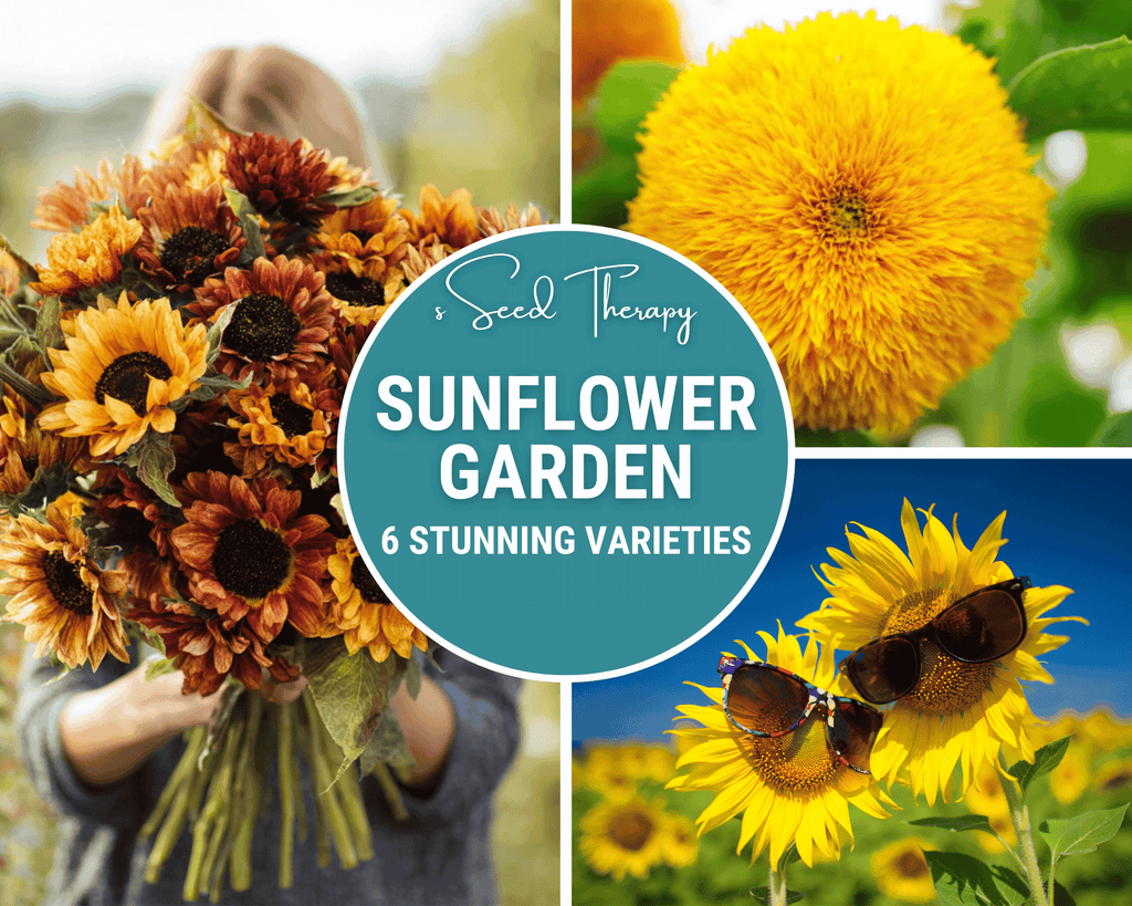 Sunflower Seed Collection – 6 Varieties | Seeds | Wiccan Center