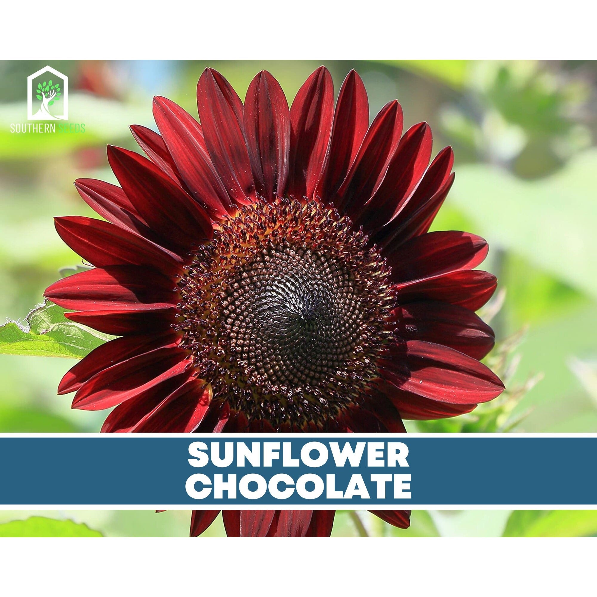 Sunflower Seed Collection – 6 Varieties | Seeds | Wiccan Center