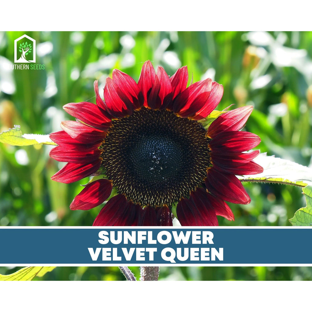 Sunflower Seed Collection – 6 Varieties | Seeds | Wiccan Center