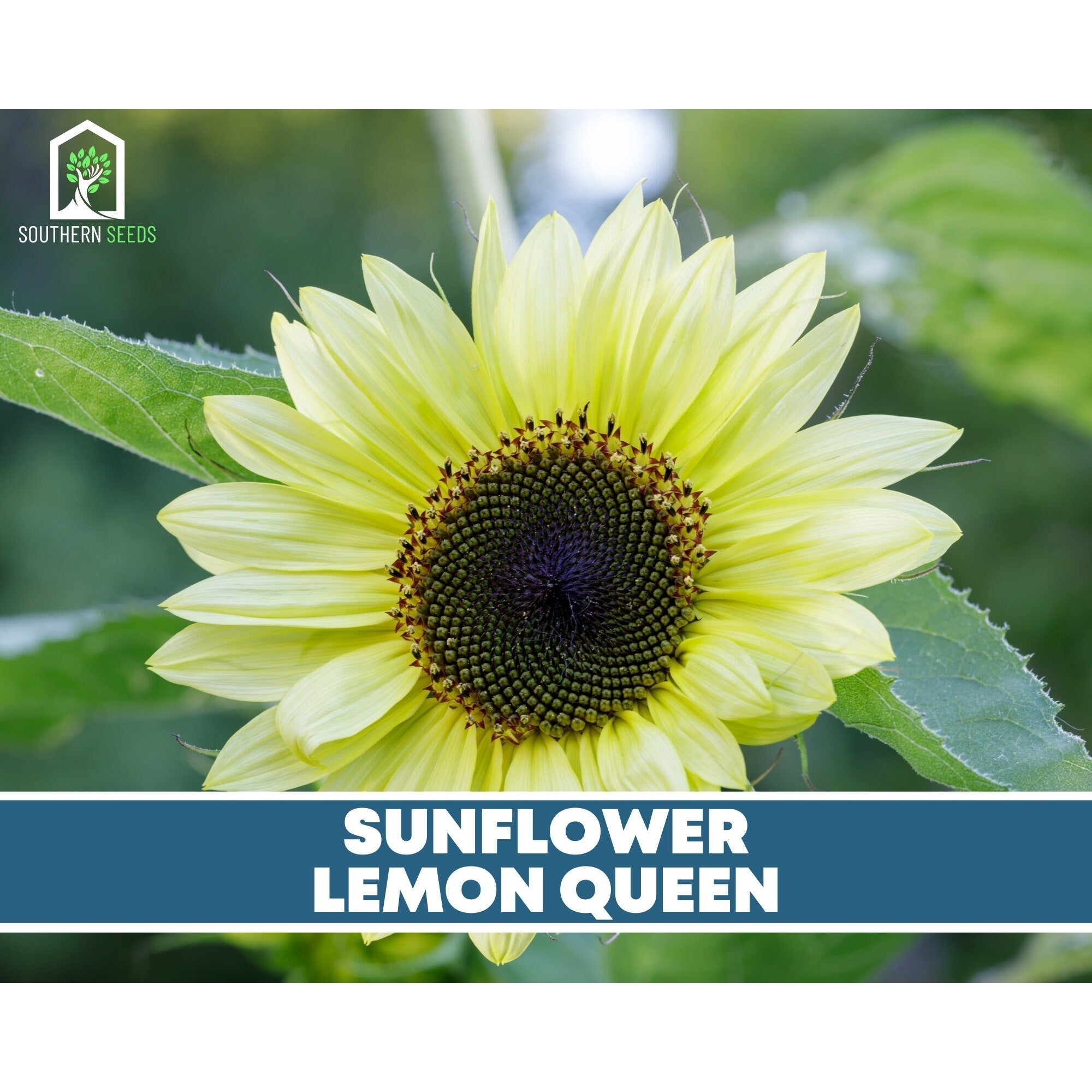 Sunflower Seed Collection – 6 Varieties | Seeds | Wiccan Center