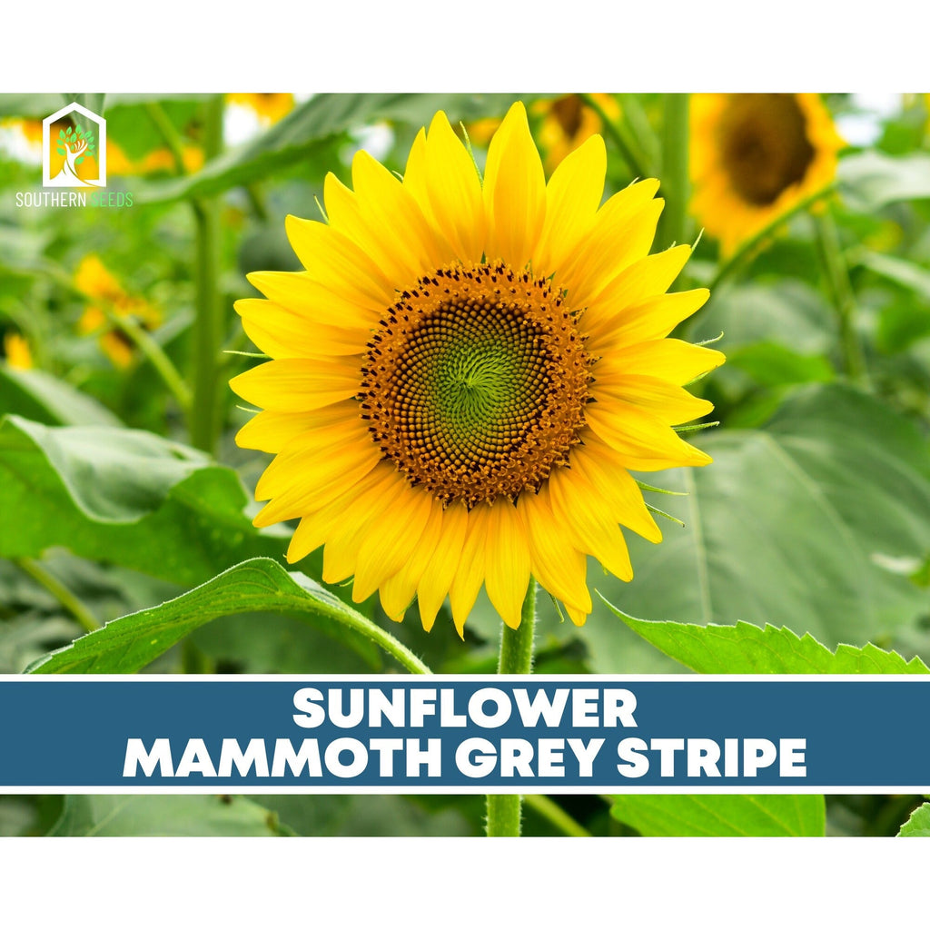 Sunflower Seed Collection – 6 Varieties | Seeds | Wiccan Center