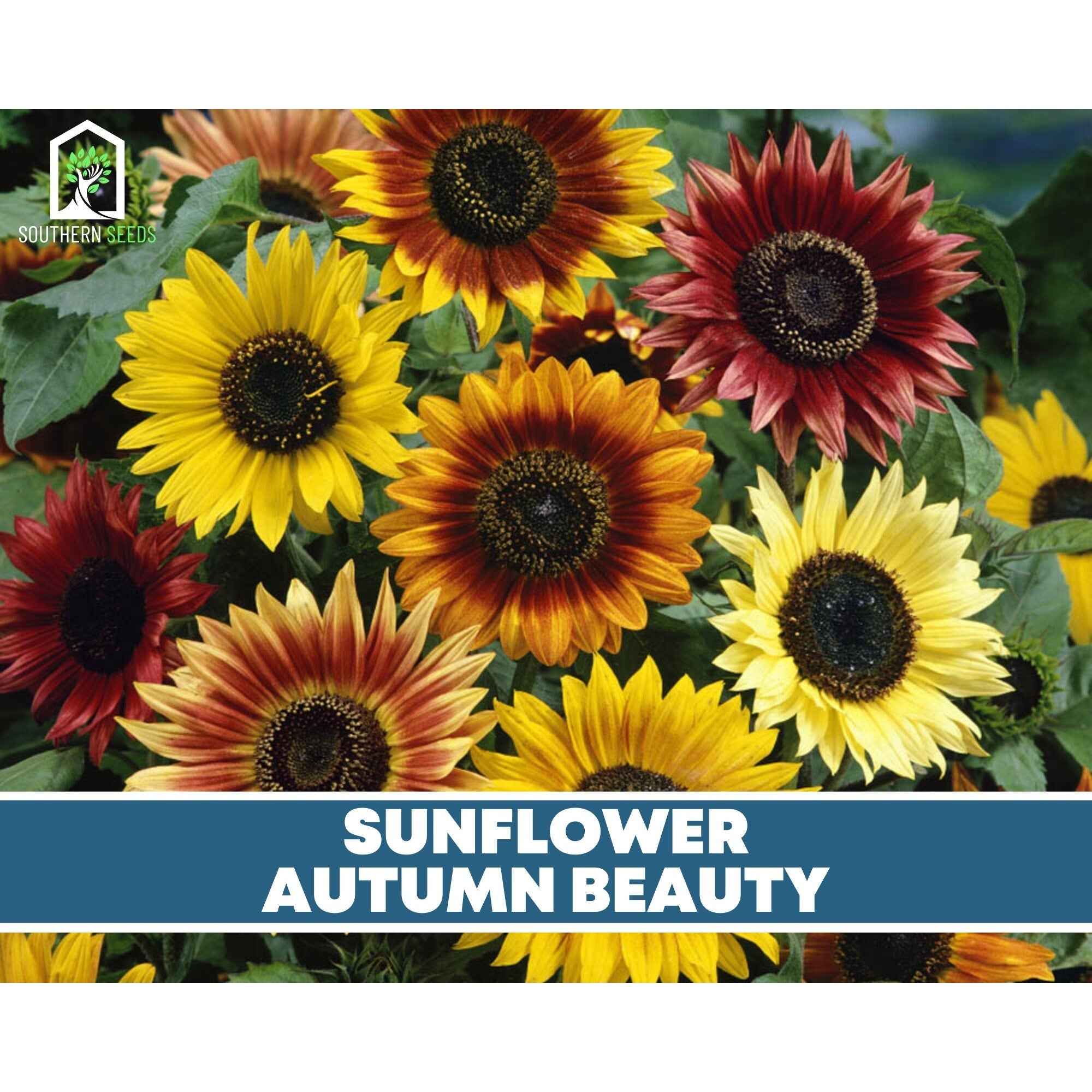 Sunflower Seed Collection – 6 Varieties | Seeds | Wiccan Center