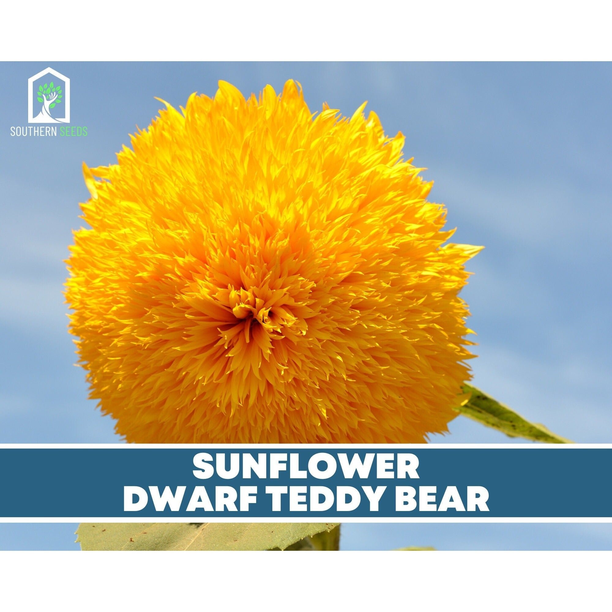 Sunflower Seed Collection – 6 Varieties | Seeds | Wiccan Center