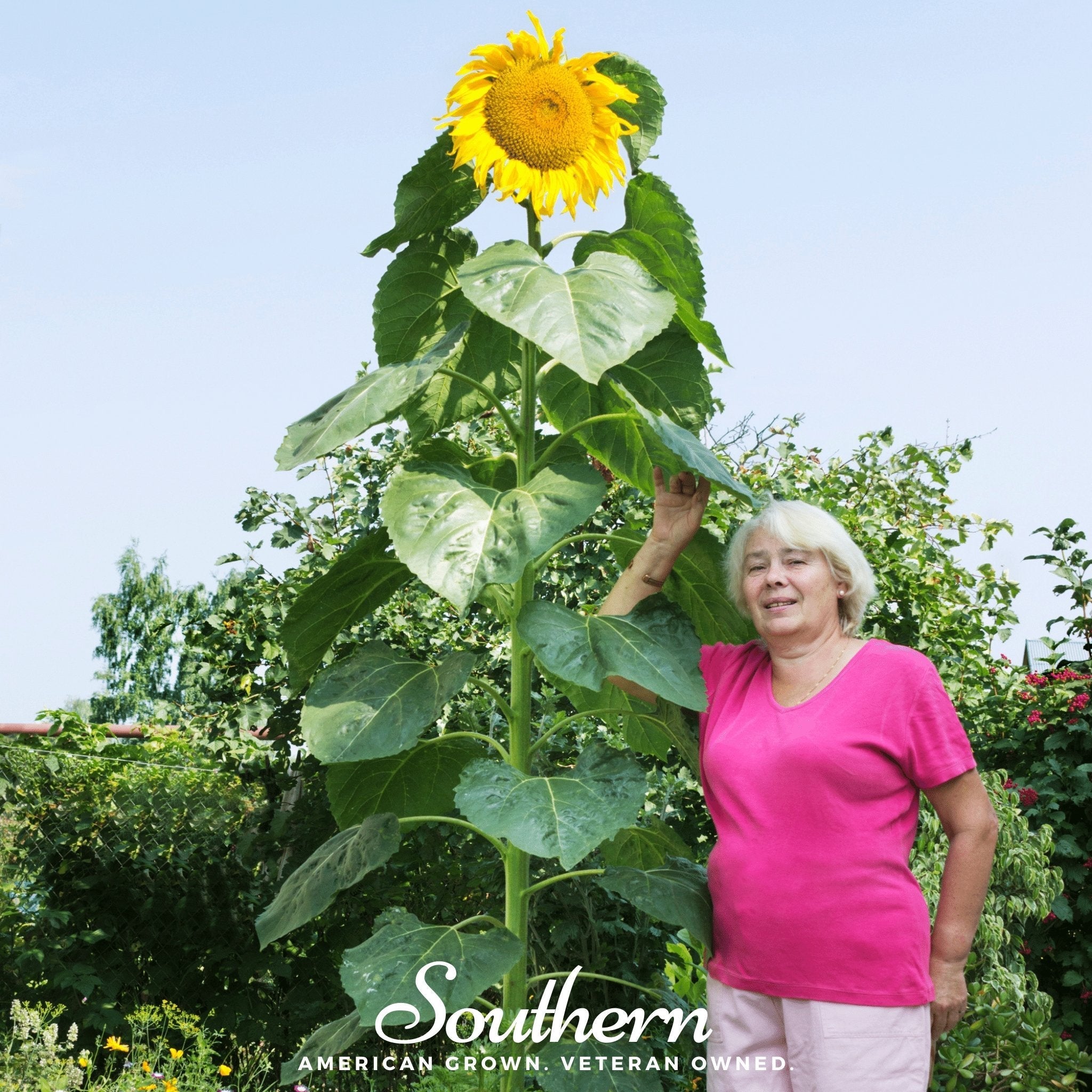 Skyscraper Sunflower – 25 Seeds | | Wiccan Center