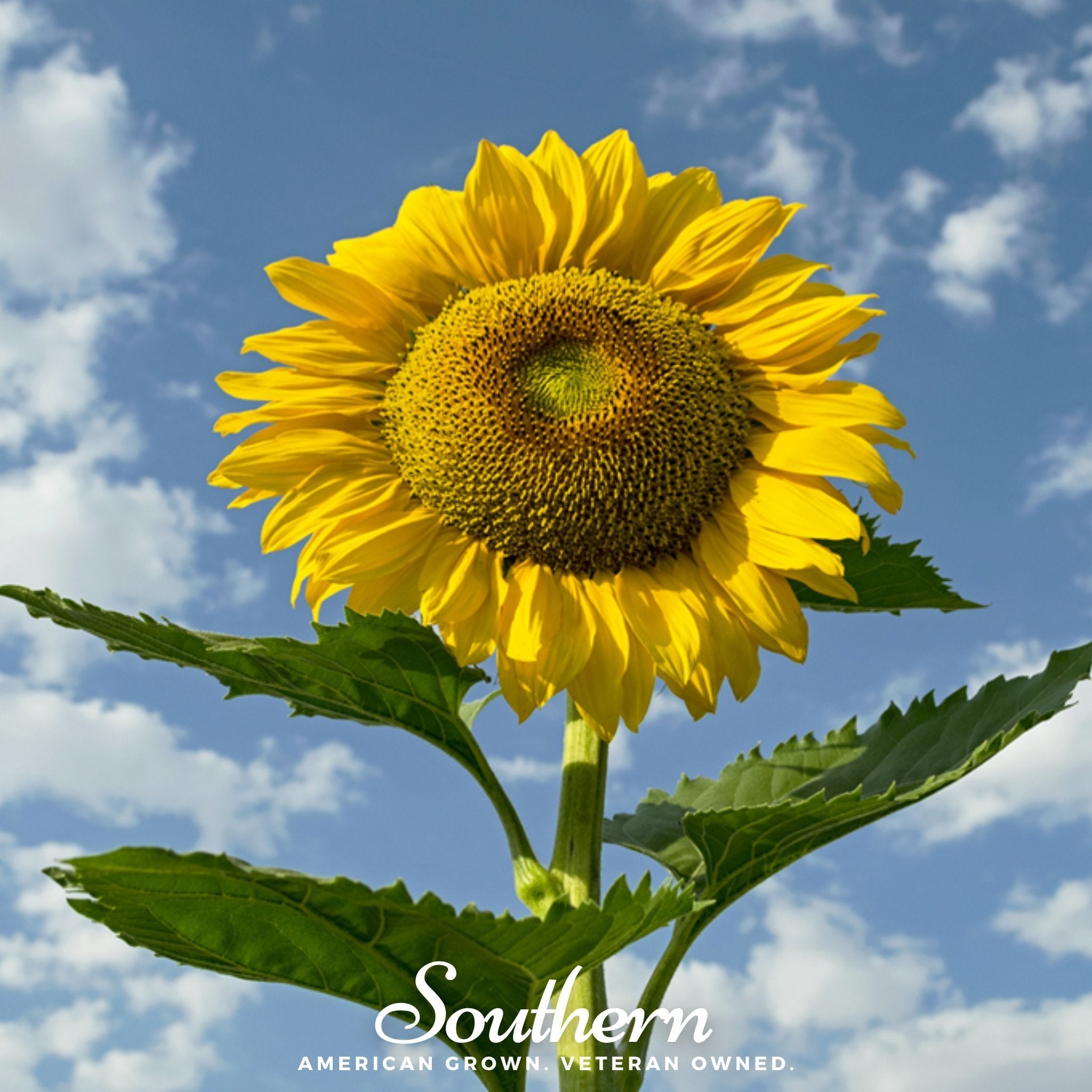 Skyscraper Sunflower – 25 Seeds | | Wiccan Center
