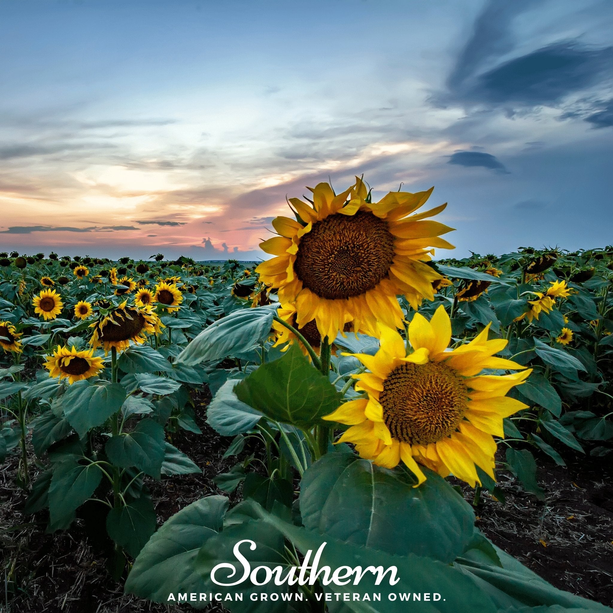 Skyscraper Sunflower – 25 Seeds | | Wiccan Center