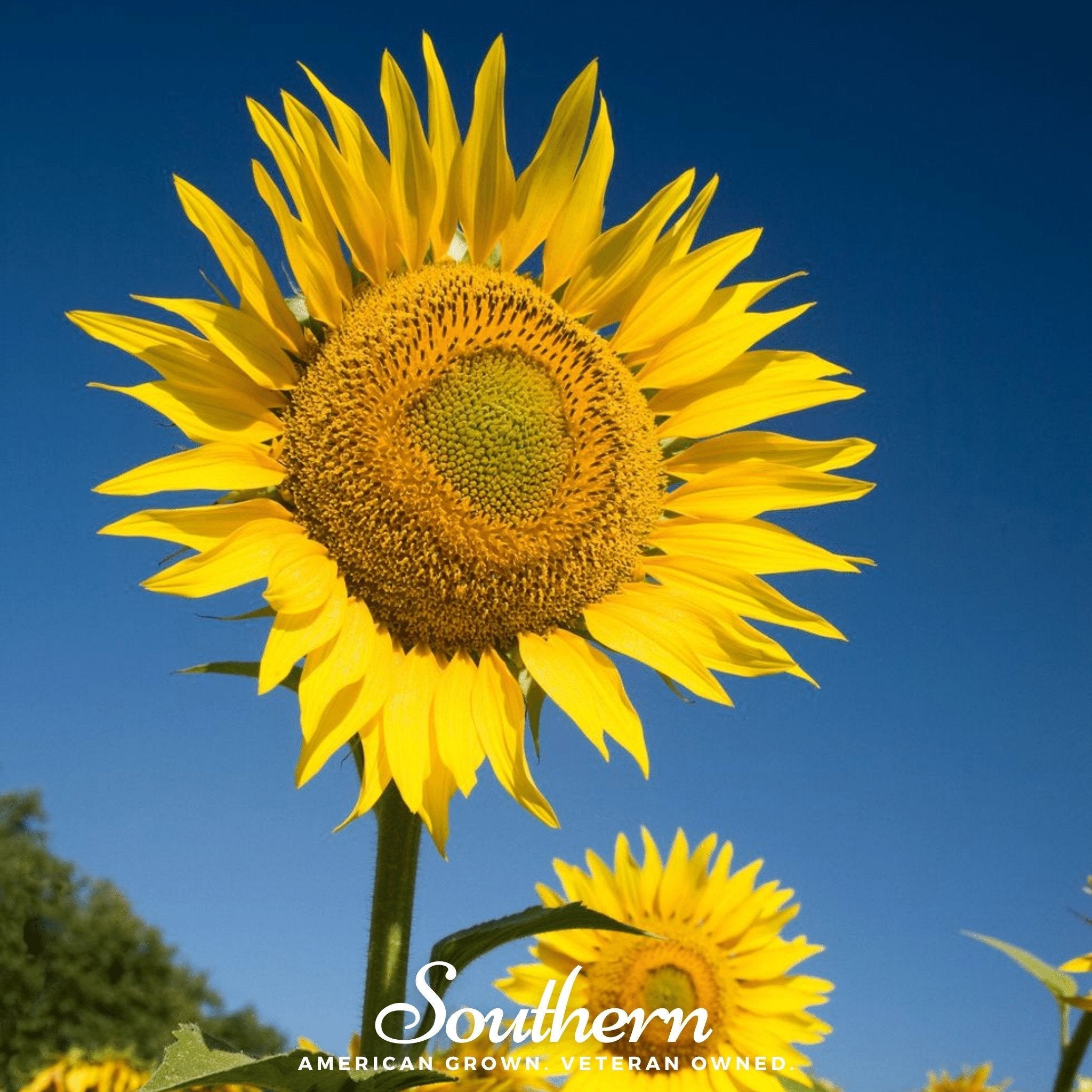 Skyscraper Sunflower – 25 Seeds | | Wiccan Center