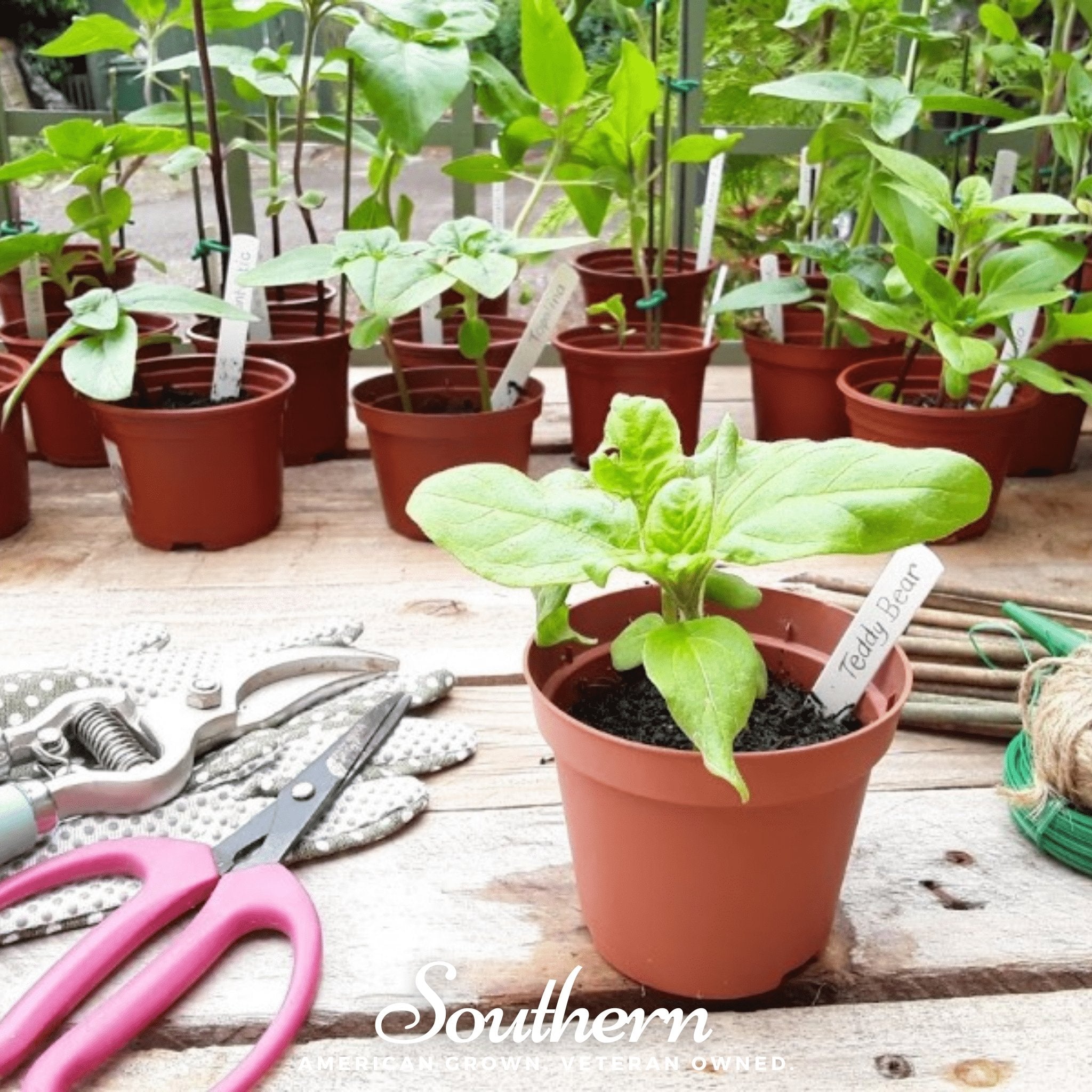 Teddy Bear Dwarf Sunflower – 25 Seeds | Seeds | Wiccan Center