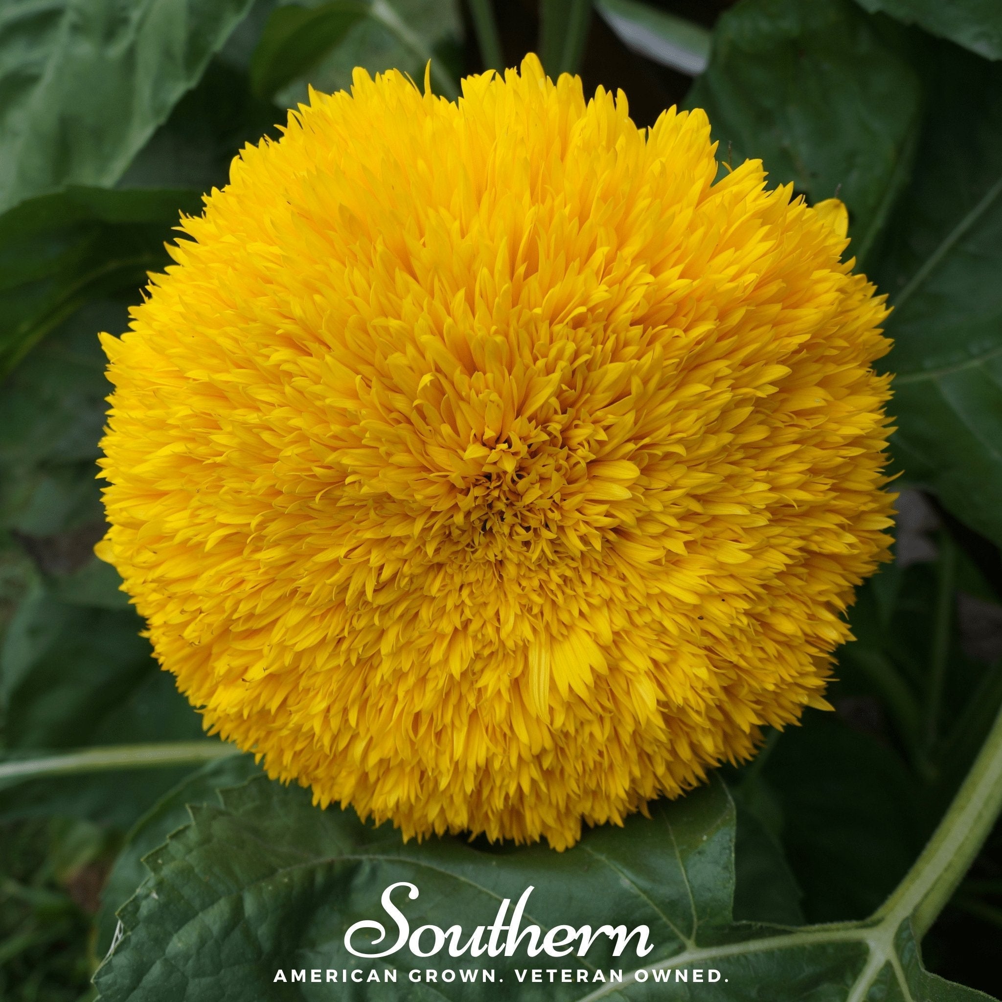 Teddy Bear Dwarf Sunflower – 25 Seeds | Seeds | Wiccan Center