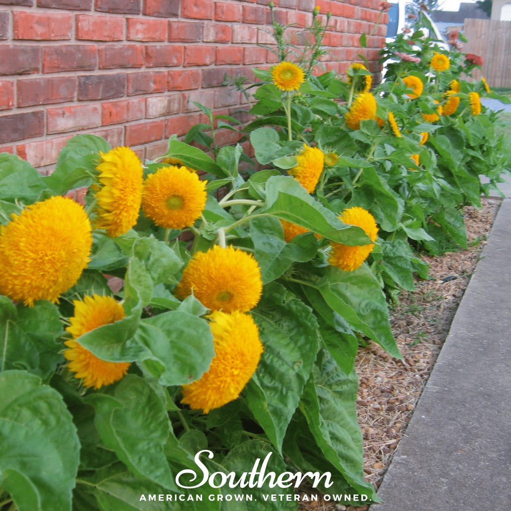Teddy Bear Dwarf Sunflower – 25 Seeds | Seeds | Wiccan Center