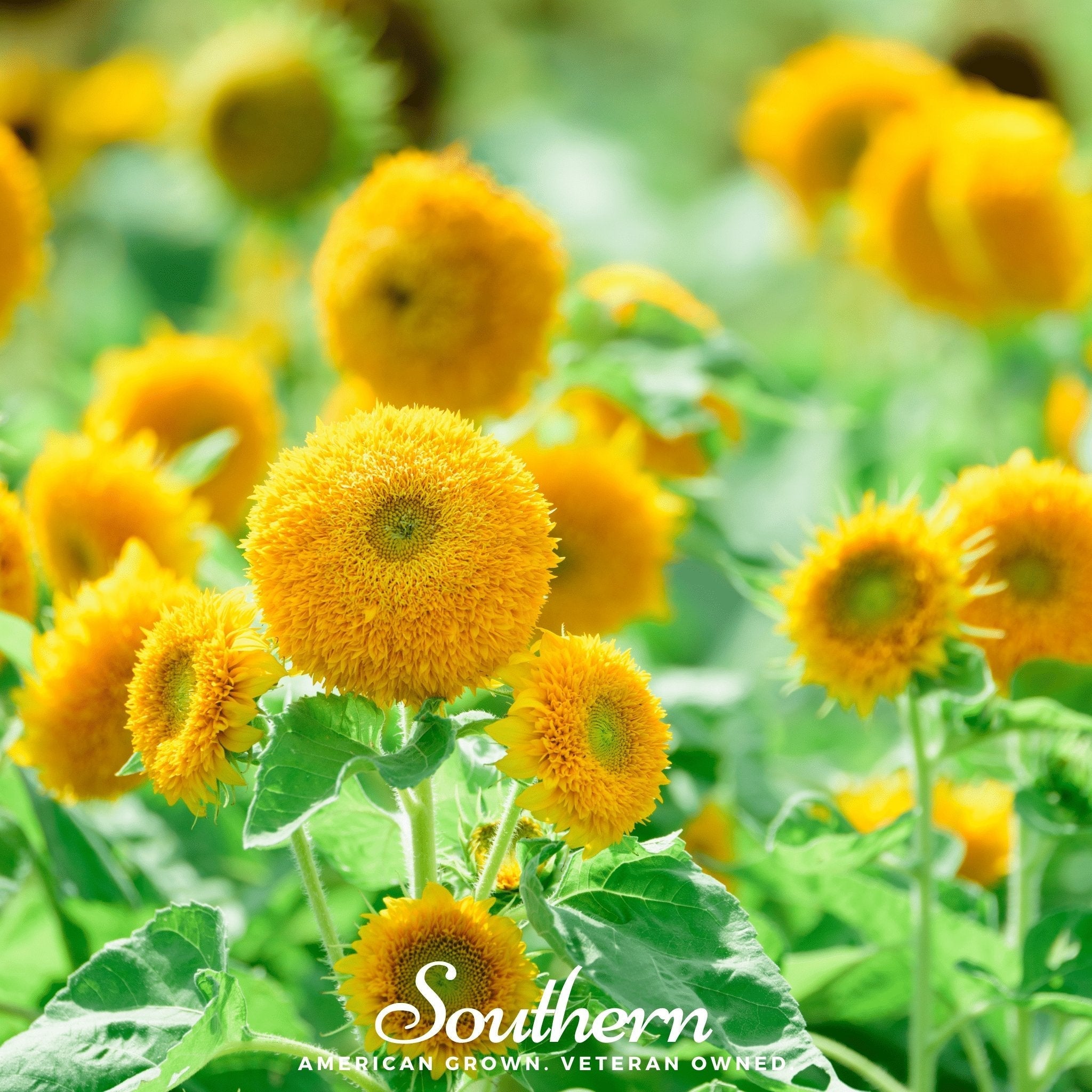 Teddy Bear Dwarf Sunflower – 25 Seeds | Seeds | Wiccan Center