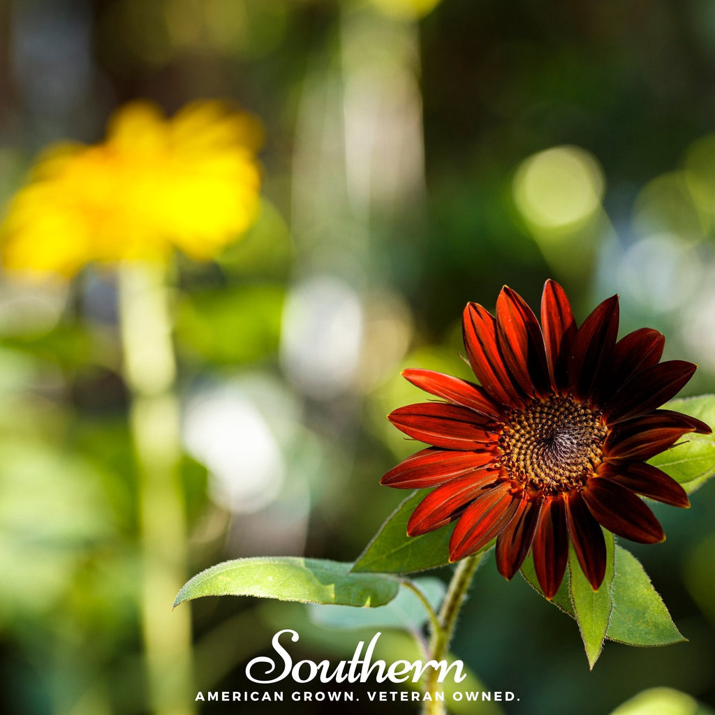 Velvet Queen Sunflower – 25 Seeds | Seeds | Wiccan Center