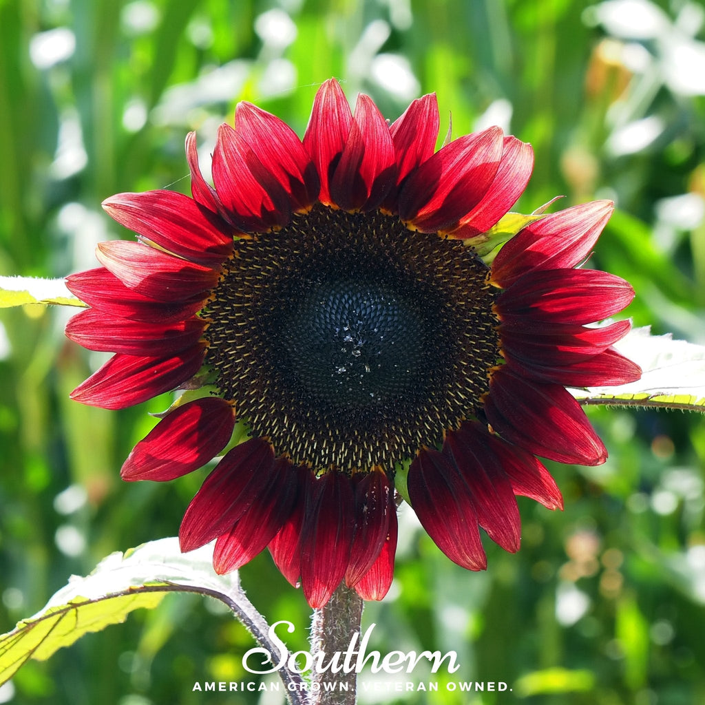Velvet Queen Sunflower – 25 Seeds | Seeds | Wiccan Center