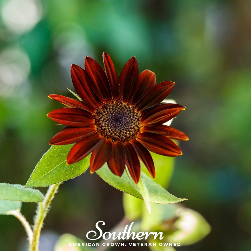 Velvet Queen Sunflower – 25 Seeds | Seeds | Wiccan Center