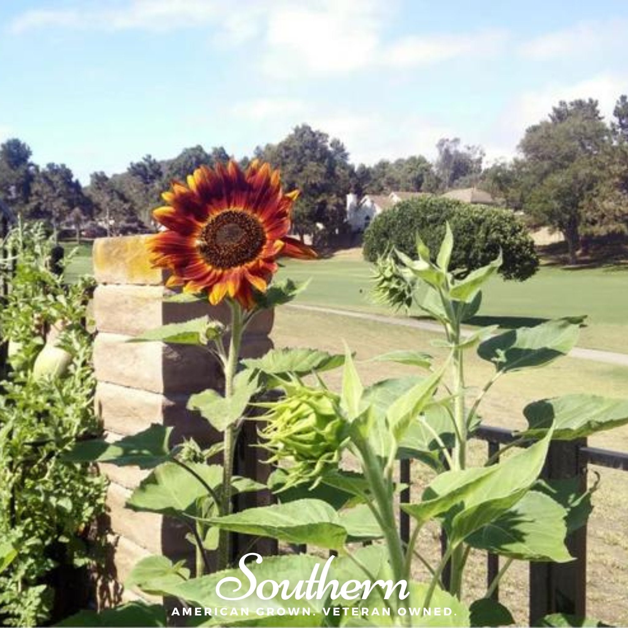 Velvet Queen Sunflower – 25 Seeds | Seeds | Wiccan Center