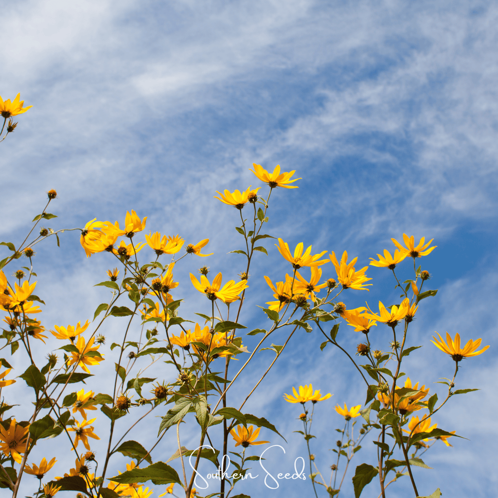 Wild Annual Sunflower – 50 Seeds | Seeds | Wiccan Center