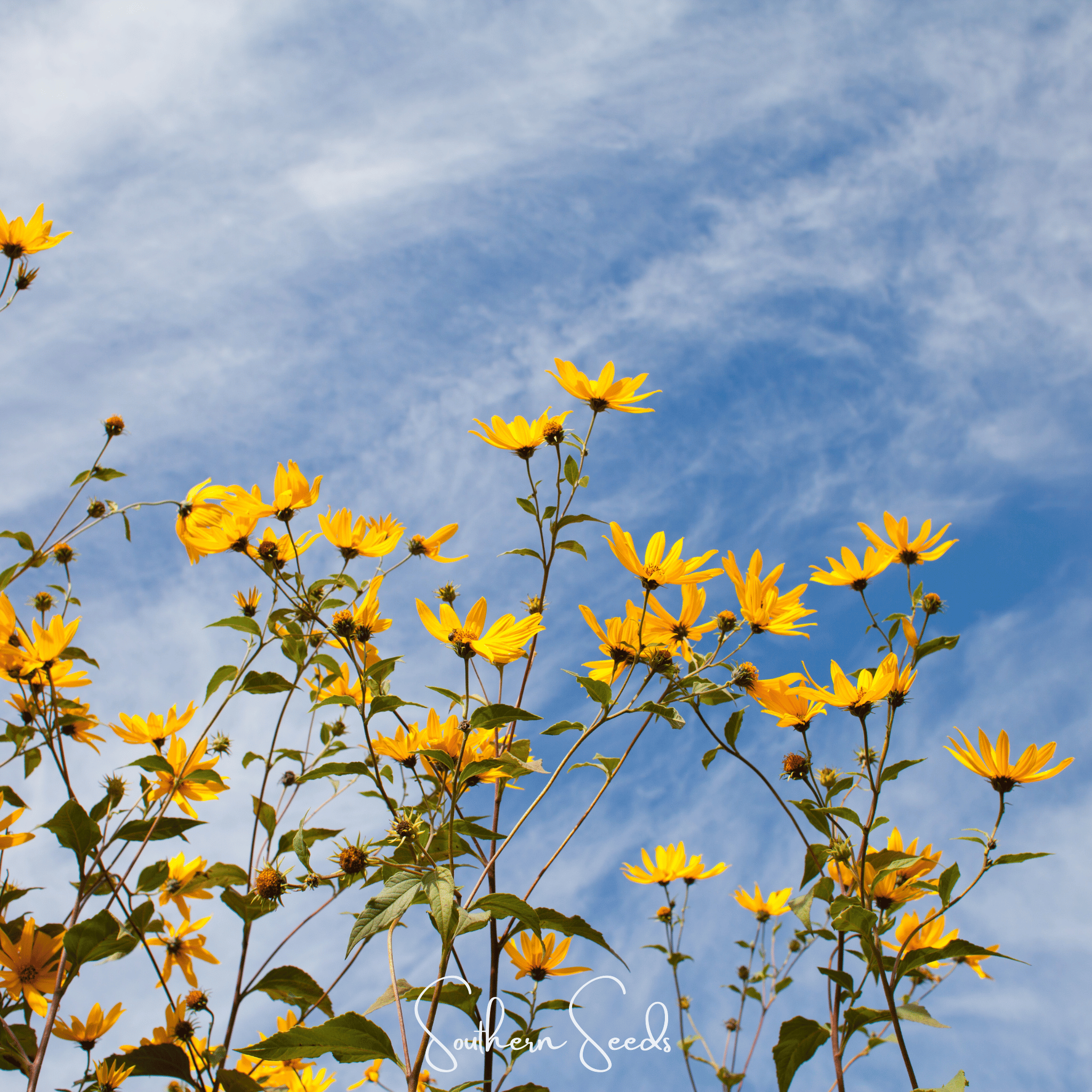 Wild Annual Sunflower – 50 Seeds | Seeds | Wiccan Center