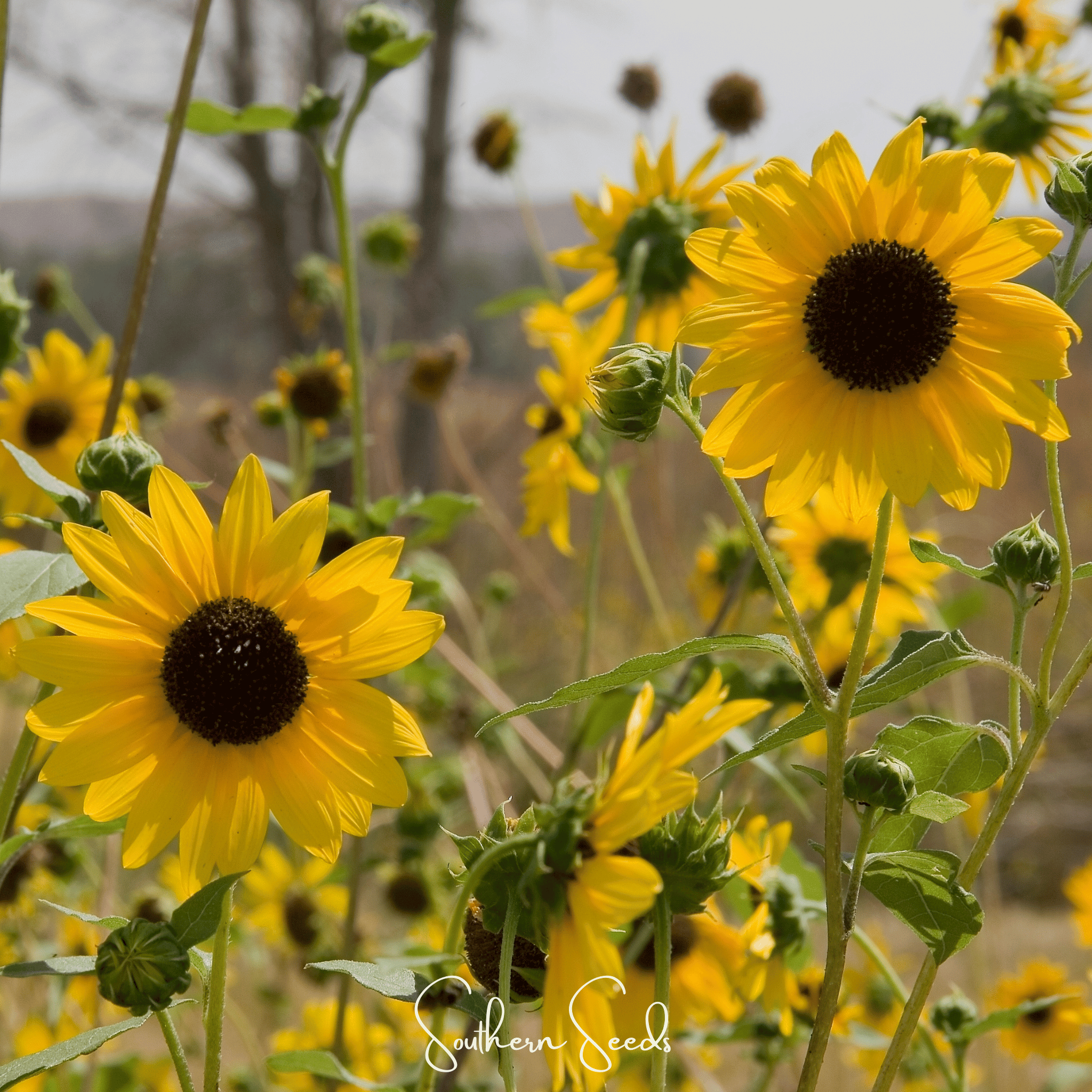 Wild Annual Sunflower – 50 Seeds | Seeds | Wiccan Center