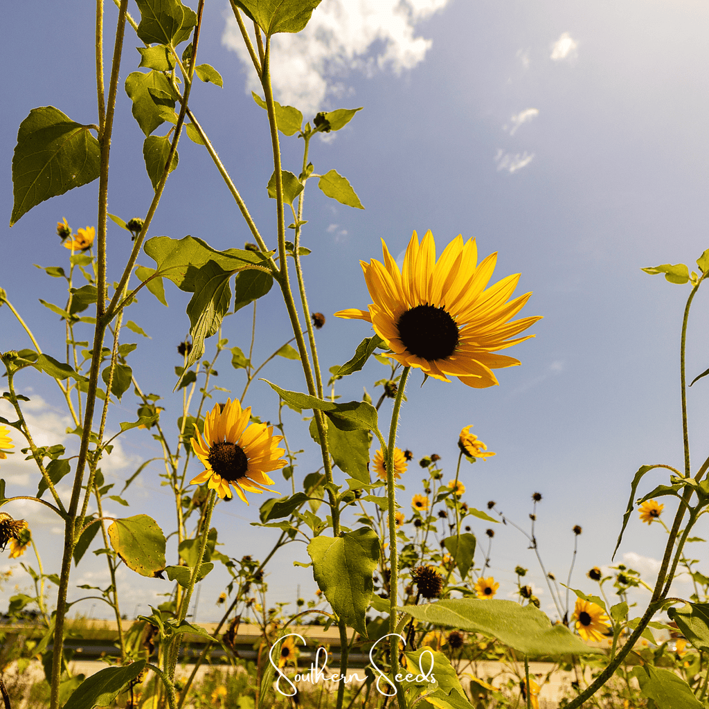 Wild Annual Sunflower – 50 Seeds | Seeds | Wiccan Center