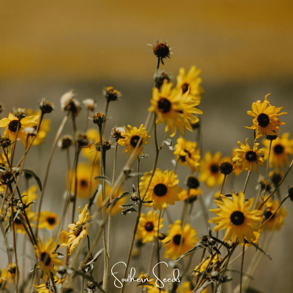Wild Annual Sunflower – 50 Seeds | Seeds | Wiccan Center