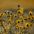 Wild Annual Sunflower – 50 Seeds | Seeds | Wiccan Center