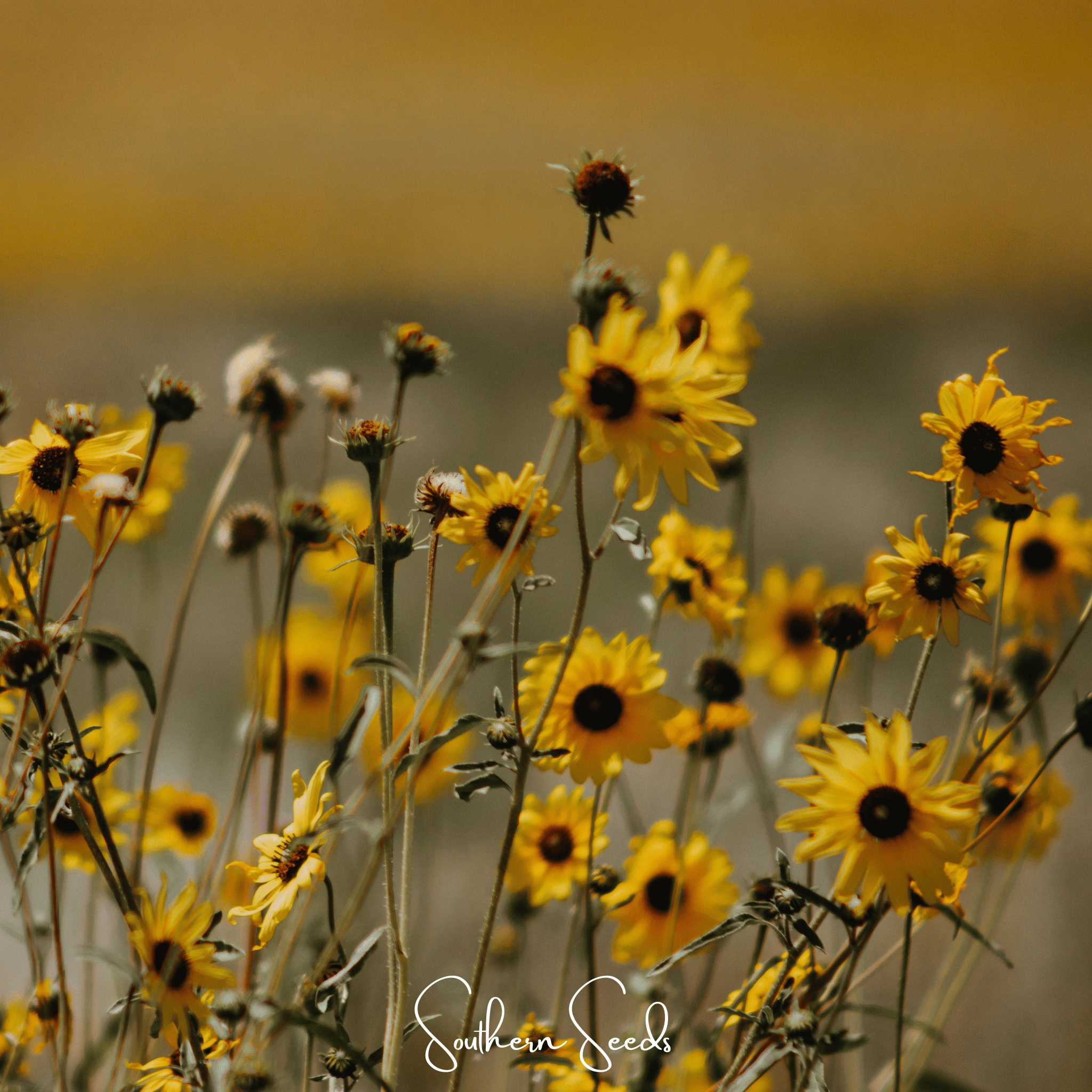 Wild Annual Sunflower – 50 Seeds | Seeds | Wiccan Center