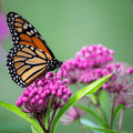 Swamp Milkweed – 50 Seeds | | Wiccan Center